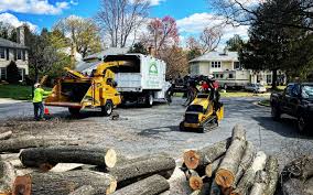 How Our Tree Care Process Works  in  Stuart, FL